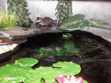 Caiman Tank