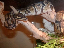 Naga, my ball python