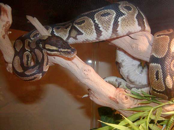 Naga, my ball python