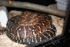 bredli