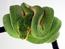 Green Tree Python Yellow #2