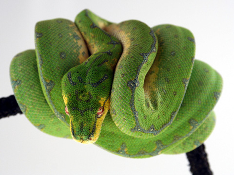 Green Tree Python Yellow #2