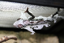 Panther Chameleon Shedding