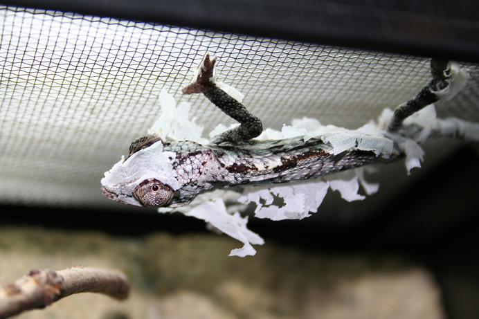 Panther Chameleon Shedding