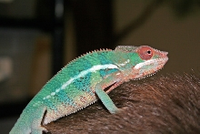 JoJo the Panther Chameleon