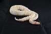 Casper the Albino Ball Python