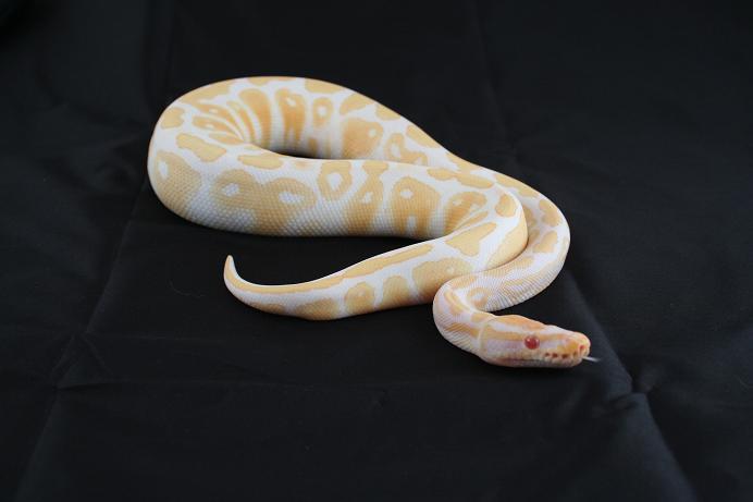 Casper the Albino Ball Python