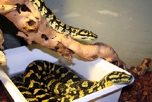Caroline and Jaws Breeding Pair