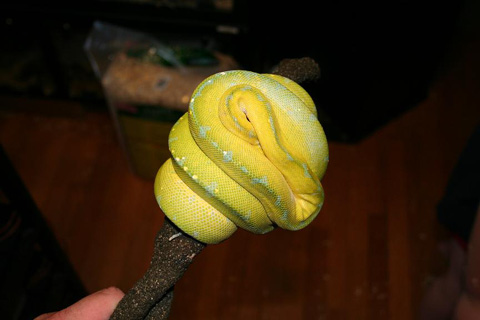 Green Tree Python