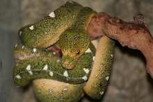 Tom Tom the GTP