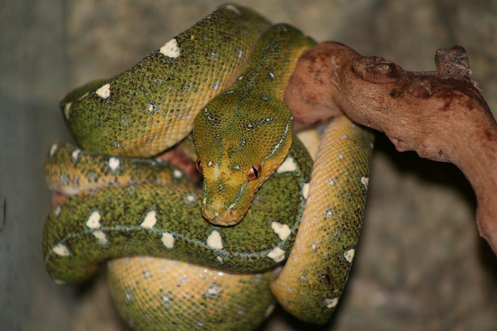 Tom Tom the GTP