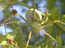What am I?
