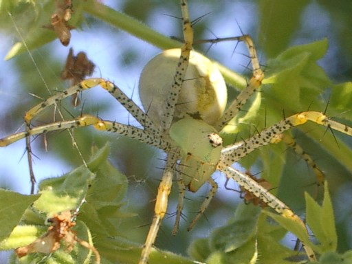 What am I?