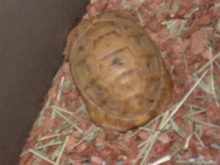 herbert the golden greek tortoise