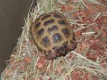 Ivana the Russian Tortoise