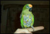 RICO the CRAZY conure