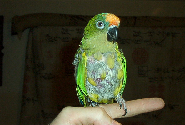 RICO the CRAZY conure