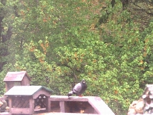 my pidgeon i rehabilitated