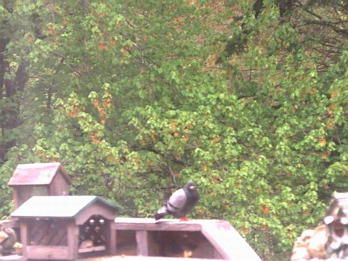 my pidgeon i rehabilitated
