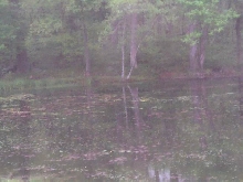 part of my pond and backyard