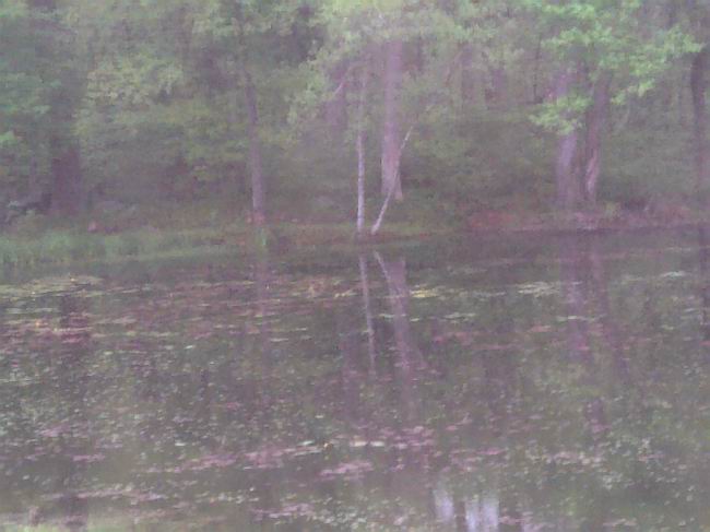 part of my pond and backyard