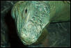 iguanas tore up face