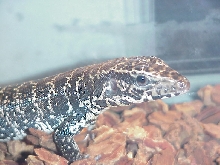 black & white tegu