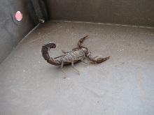 ARABIAN FAT TAIL  (A. crassicauda)(bicolor)?