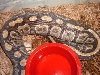 ovulation