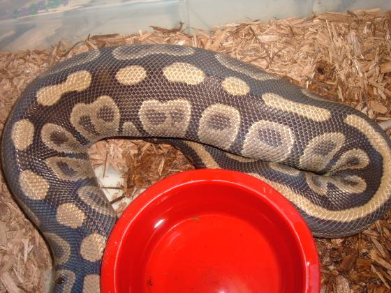 ovulation