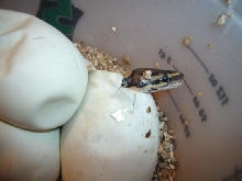 Hatching