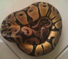 '09 Pastel Het/Clown female
