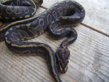 SS post Shed 2