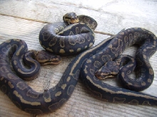 SS Post Shed 1