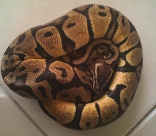 '09 Pastel Het/Clown Female