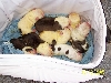 English Puppies
