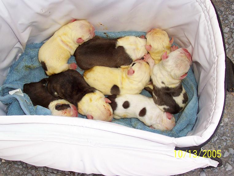 English Puppies