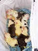 English Puppies