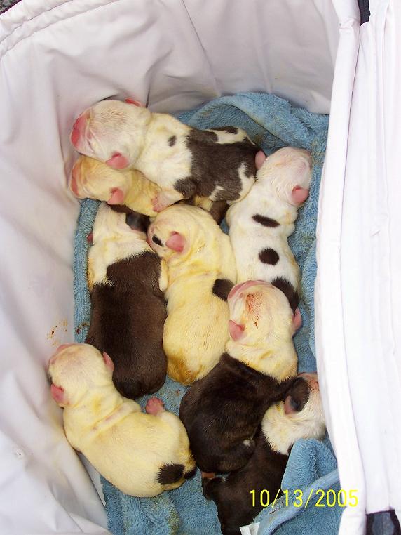 English Puppies