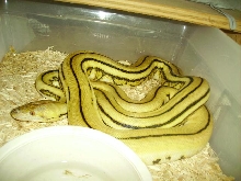 super2