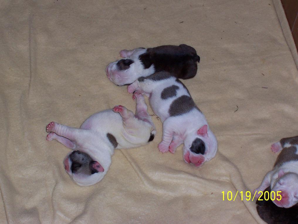 Puppies