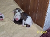 Puppies