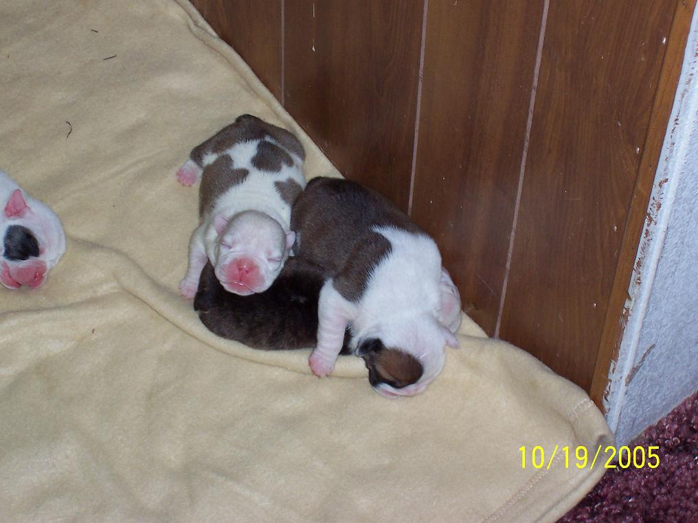 Puppies