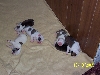 Puppies