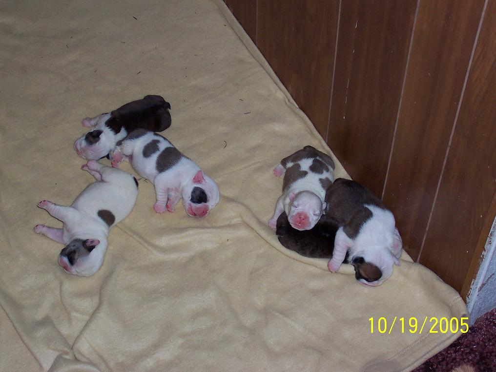 Puppies