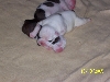 Puppies