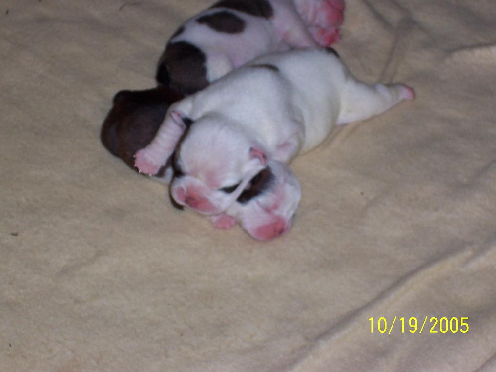 Puppies