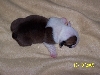 Puppies