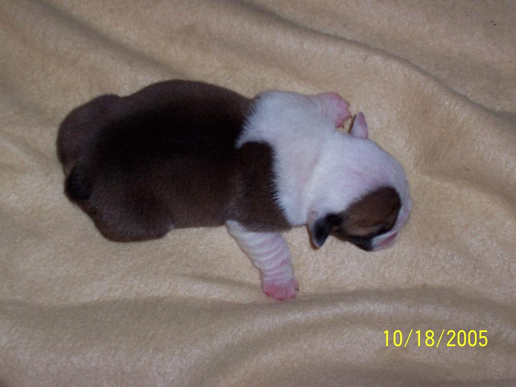 Puppies
