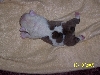 Puppies